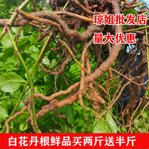 白花丹新鲜野生