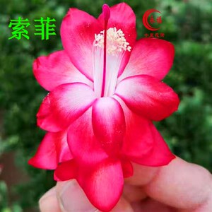 新款永月十里花街色红 大红色系 蟹爪兰冬珍珠 花卉盆栽 农历十.
