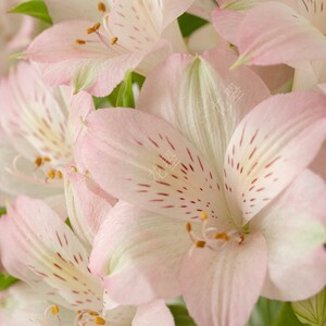 哥伦比亚进口鲜花水仙百合花六z出花水养家用鲜花插花全国顺丰快