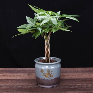 树木盆栽小型发财树电视柜旁边家庭盘栽植物家里乔迁新居寓意好