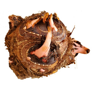 新鲜现挖农家狗爪芋自种狗蹄角滋补包活百眼开面九头九爪芋头种苗