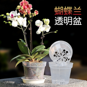 2022新款透明蝴蝶兰控根打孔花盆蔓绿绒竹专用加厚室内阳台绿植