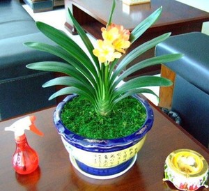 短叶君子兰雀兰