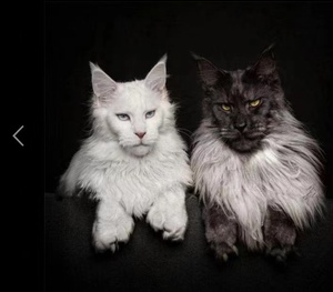 俄罗斯巨型缅因猫烟灰色银虎斑棕虎斑纯白黑色长毛猫挪威森林幼猫