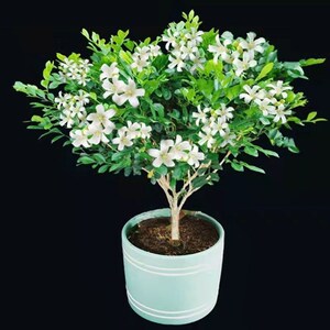 千里香盆栽四季开花九里香室内大苗花卉大全养不死浓香花卉