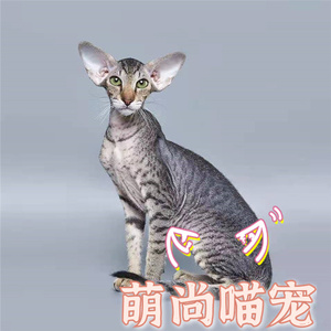 东方短毛猫飞机耳大耳朵英国短毛猫不掉毛猫纯种活体幼猫西安猫舍
