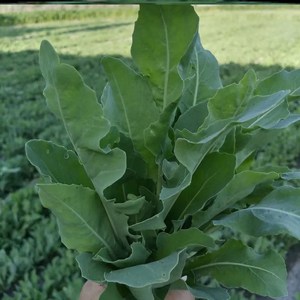 乌斯马草棒新疆草发际线护理棒眉毛增长笔乌斯蔓玛满抖音同款