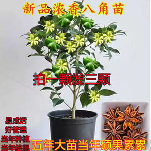 大红八角大棵树苗正宗矮化老桩盆栽大料高产茴香果当年结果绿植物