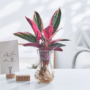 万年红火凤凰竹芋水培水养大盆栽孔雀凤凰七彩竹芋四季好养绿植物