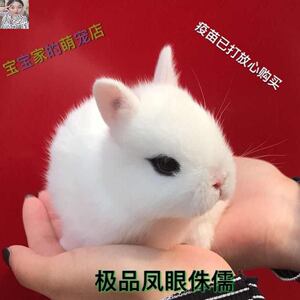 可爱荷兰宠物兔子活物海棠凤眼西施垂耳兔长不大侏纯白儒兔茶杯.