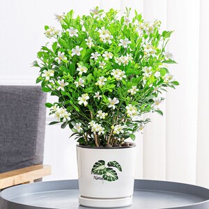 千里香盆栽九里香浓香四季开花老桩室内阳台绿植七里香驱蚊植物