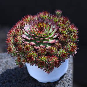 野马长生草盆栽花卉绿植盆景室内净化空气趣味植物