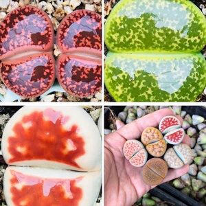 生石花大超大双头