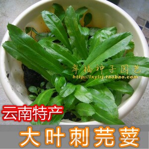 【云南刺芫荽种子】越南野香菜大香菜种子刺芹缅芫荽香菜阿佤芫荽