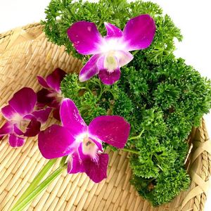 35餐饮摆盘装饰花草新鲜杨兰花荷兰芹组合香芹菜洋兰花火锅酒店西