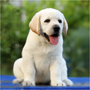 信义犬舍淘宝广州纯种拉布拉多犬幼犬活体神犬小七拉布黑色拉多导盲