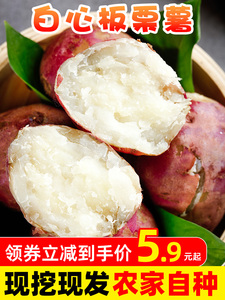 白心板栗薯新鲜白心红薯干粉红薯栗子香白薯白瓤地瓜红皮番薯10斤