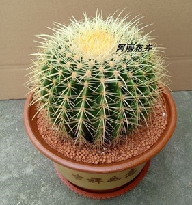 超大实生金虎仙人球多肉植物办公室内电脑防辐射盆栽含盆带土栽好