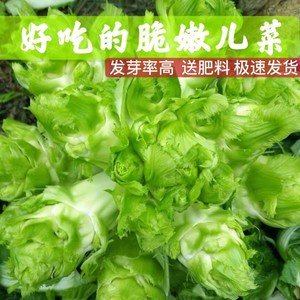 儿菜种子四川抱子芥娃娃菜种子秋季特大脆嫩儿菜子母菜娃儿菜种籽