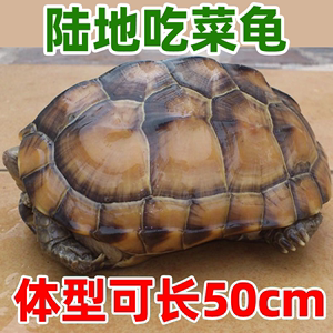 陆地巨型草龟吃菜龟活体特大乌龟活体小龟苗宠物大型罕见活物长寿