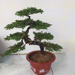 迎客松盆景真树造型定制室内植物松树盆栽办公室庭院景观绿植花卉
