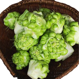 乡村建设农家自种新鲜榨菜头青菜头5斤咸菜大头菜现砍现发