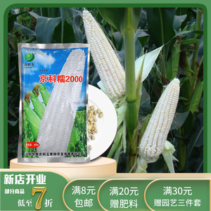鲜食玉米种子京科糯2000北京农科院甜糯白玉米籽四季大棚优质高产