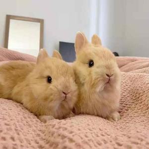 宠物子兔活侏儒垂兔耳迷你小型凤眼海棠fqq西施猫猫兔物茶杯兔长