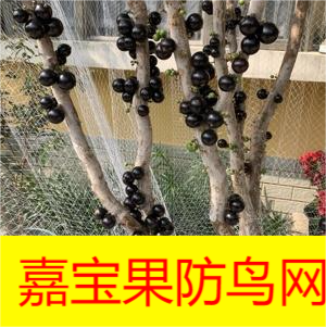 尼龙网防鸟果树防乌网树葡萄防鸟网纱网防鸟樱桃树网罩包果子的网