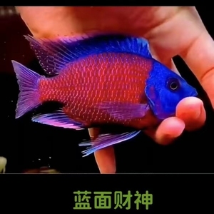 大型观赏鱼蓝面财神金红龙配虎鱼热带鱼魟鱼活体招财鱼好养耐活鱼