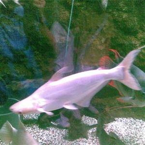 中大型鱼热带鱼白鲨鱼活体宠物c观赏鱼白化鲨凶猛白化蓝鲨