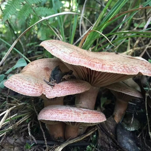 湖南野生菌