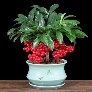 精品富贵籽盆栽矮种带果黄金万两耐阴招财红果子室内桌面年宵花卉