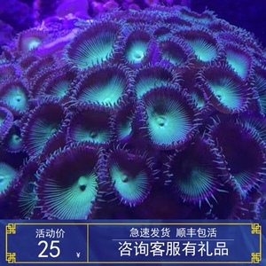 荧光大眼绿水螅纽扣珊瑚繁殖快 新手试水入门级  最少5头起发顺丰