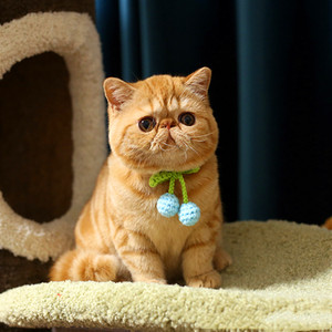 加菲猫活物纯种