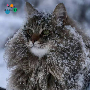 挪威森林猫头像图片