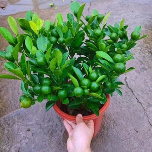 带果发货海南青金桔树苗小青桔小金桔盆栽奶茶店用青柠苗阳台客厅