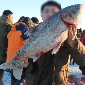 查干湖胖头鱼冬捕淡水鱼大头鱼任选过年送礼走亲访友佳品