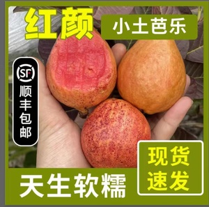 漳州树上熟小土芭乐香软红白心黄金番石榴胭脂红 5斤新鲜孕妇水果