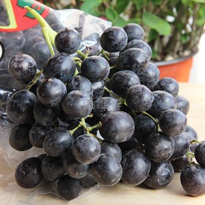 南非无籽黑提 1斤 新鲜水果提子葡萄 淡淡玫瑰香味 限北京同城