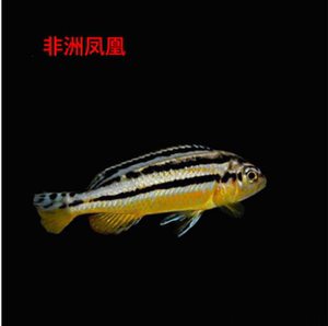 三湖慈鲷活体马鲷鱼非洲凤凰鱼活体活鱼观赏鱼宠物鱼淡水热带鱼