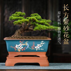 长方形紫砂花盆榕树梅花盆景椭圆形海棠老桩绿植盆栽大号陶瓷花盆