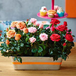 天狼迷你玫瑰盆栽花苗多季节重复开花大花美人微型阳台月季