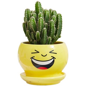 先人掌 仙人球大盆栽类物萌可爱无刺开花防辐射桌面多肉植物