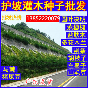 灌木种子护坡固土草种籽多年生绿化银合欢小冠花刺槐猪屎豆紫穗槐