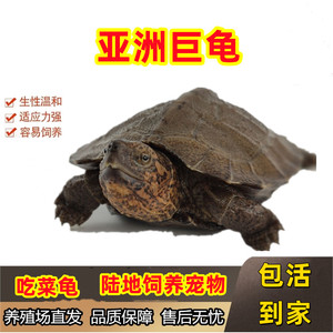 超大吃菜龟亚洲巨型陆地宠物乌龟苗亚巨种龟素食龟半水龟家养爬宠