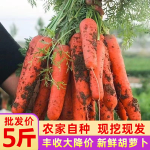 胡萝卜新鲜10斤水果萝卜甜脆生吃红心沙地罗卜现挖农家蔬菜5带泥