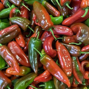 现摘新鲜花辣椒农家自种乌红紫红青红辣椒炒菜椒薄皮肉厚虎皮尖椒