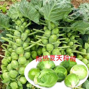 孢子甘蓝菜种子进口菜夏季子持四季播特蔬菜种籽耐热秋季抱子青菜