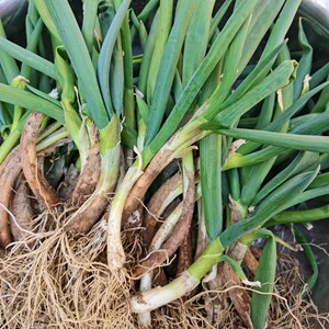 东北辽宁特产春季新鲜发芽葱小葱农家自种现采现发蘸酱菜省内包邮